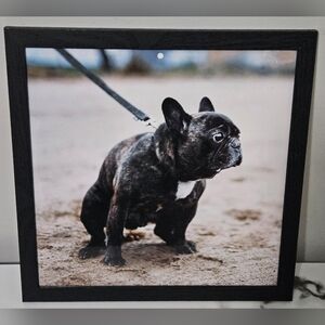 Pooping French Bulldog Framed Photo (12"x12")